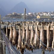 Verdens reneste? Torsk til tørk på fiskehjeller på Husøy på Senja. 