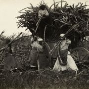 Kvinnelige arbeidere på en sukkerplantasje på Barbados, ukjent årstall.