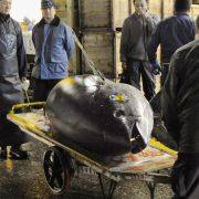 Denne blåfinnede tunfisken ble solgt for rekordpris på Tsukiji-markedet i Tokyo.